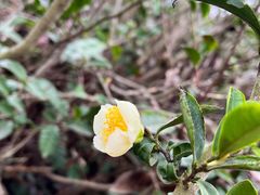 -南京市江宁方山