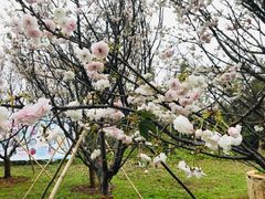 -天适樱花悠乐园