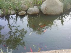 -上海野生动物园老虎餐厅