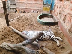 -清迈夜间动物园