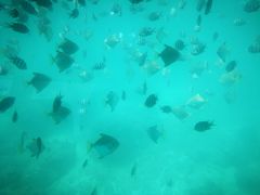 蜈支洲岛の半潜观光鱼-三亚蜈支洲岛旅游区