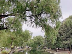 -上海共青森林公园