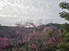 -福道