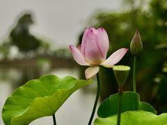 -无锡蠡湖国家湿地公园-蠡园