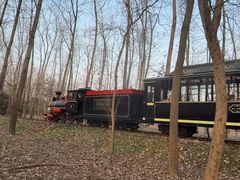 -合肥滨湖国家森林公园