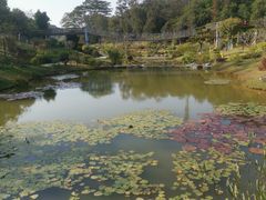 -东莞植物园