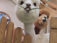 -藦茜花园宠物主题亲子互动体验馆(国顺东路店)