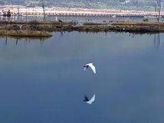 -腾冲北海湿地