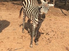 -清迈夜间动物园