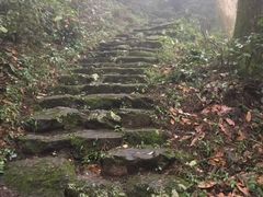-天目山大树王景区