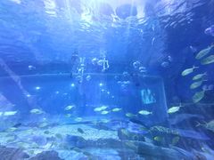 -华夏文旅海洋公园