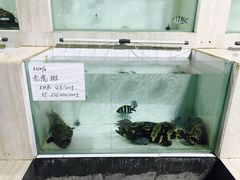 -海盗餐厅