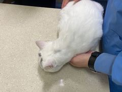-顺强宠物诊所·狂犬免疫·夜诊·骨科(嘉定店)