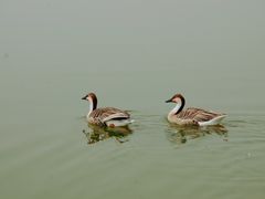 -南大港湿地风景区