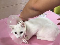 -北京观赏动物医院·24小时大型综合·猫专科·异宠专科