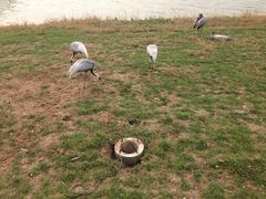 -武清南湖绿博园