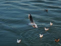 -福田红树林生态公园