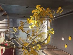 -京华烟云·北京烤鸭(领展购物广场·中关村店)