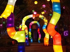 -锦江乐园舞狸花花游园会(夜场专享)