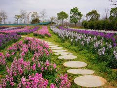 -天适樱花悠乐园