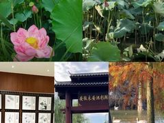-池杉湖湿地公园