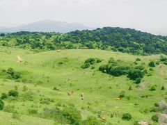 -大姆山草场