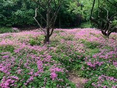 -吴淞炮台湾湿地森林公园烧烤区