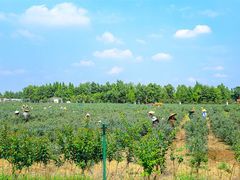 -金谷域澳洲庄园