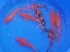 -华声天桥民俗文化园