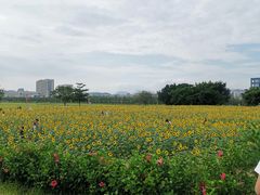 -光明小镇欢乐田园