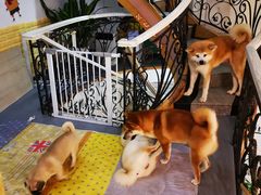 -喜柴咖啡·柴犬狗咖