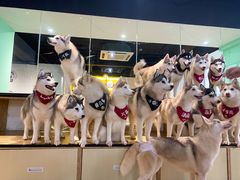 -Husky Go! 哈士奇体验馆·宠物咖啡厅狗咖