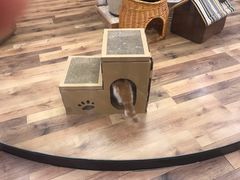 -袖虎·猫馆(体育西路店)