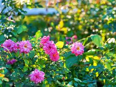 -国家植物园南园