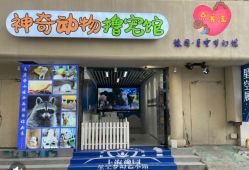 点击看大图 -神奇动物撸宠馆·羊驼·小浣熊·异宠(豫园店)