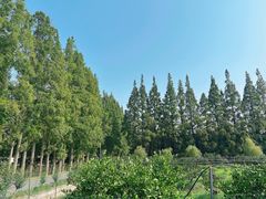 -前小桔亲子创意农场·草莓采摘·露营烧烤