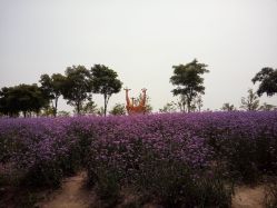 -季高兔窝窝亲子园(上海薰衣草公园店)