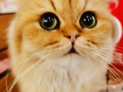 -喵匠猫主题咖啡(凯德和平广场店)