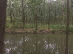 -合肥滨湖国家森林公园