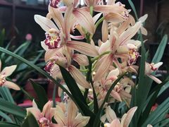 -秦美花卉(天朗·莱茵小城2期店)