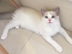 -Bastet sally猫舍购宠(静安店)