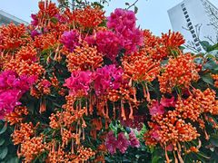 -广州白天鹅宾馆