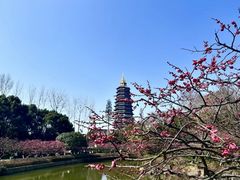 -红梅公园