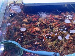 -聚盛源蒸汽海鲜火锅烤肉自助(巨川金海岸购物广场店)