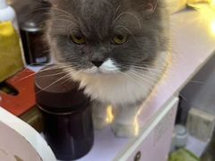 -我爱猫咪·猫咖·狗咖·安哥拉兔·羊驼咖(小寨华旗店)