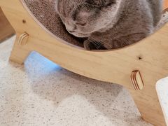 -飞行喵MR PILOT|猫舍·猫咖(静安大融城店)
