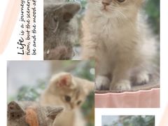 -屋虎猫馆(宝安大仟里店)