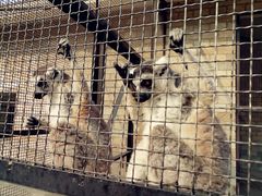 -石家庄市动物园