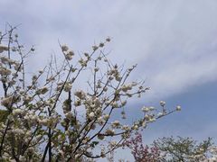 -顾村公园