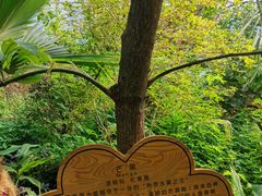 -呀路古热带植物园